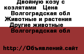  Двойную козу с козлятами › Цена ­ 7 000 - Волгоградская обл. Животные и растения » Другие животные   . Волгоградская обл.